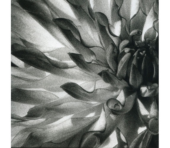 "Dahlia Glow" Photograph by Duncan Green